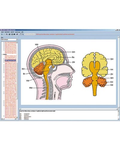 Nervous system and transmission of information Part II, Interactive CD-ROM